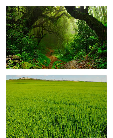 Selva tropical (arriba) y campo de cultivo de trigo (abajo)